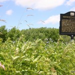 flowers at the Minnesota rest stop