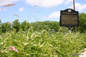 flowers at the Minnesota rest stop